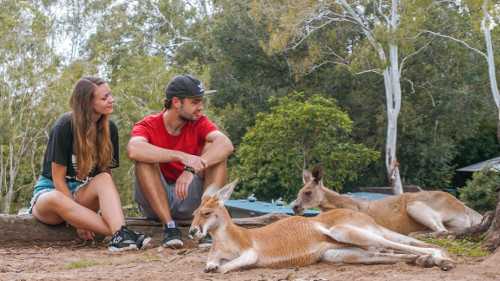 Chilling with kangaroos in the Lone Pine Koala Sanctuary in Brisbane, Australia