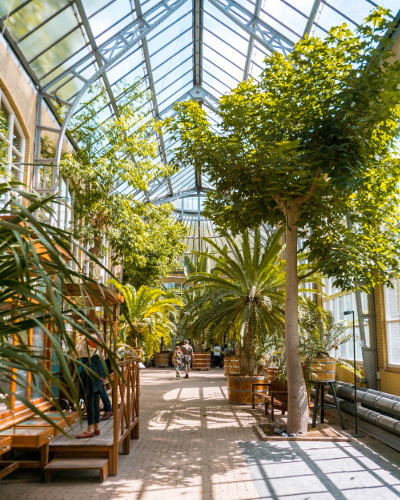 Palm Greenhouse in the Hortus Botanicus, Amsterdam
