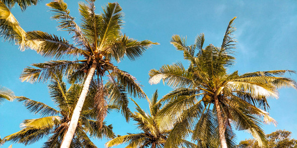 Palm trees at Crystal Bay in Nusa Penida, Bali, Indonesia