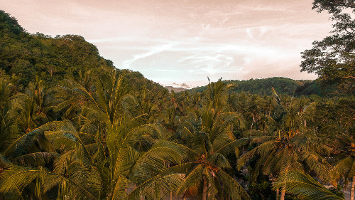 Drone shot of the palm trees in Crystal Bay, Nusa Penida, Bali, Indonesia