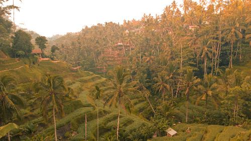 Tegallalang rice terraces in Ubud, Bali, Indonesia
