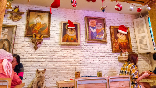 Cat café Caturday in Bangkok, Thailand