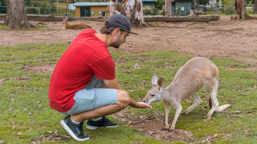 Feeding a kangaroo in the Lone Pine Koala Sanctuary in Brisbane, Australia