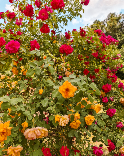 Rose Garden in Parc de la Pépinière, Nancy, France