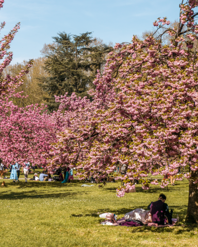 Cherry blossoms in Parc de Sceaux near Paris, France