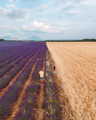 Lavender field at the Valensole Plateau in Provence, France