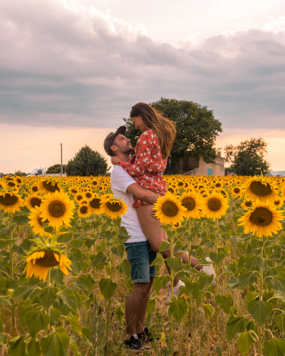 Sunflower field at the Valensole Plateau in Provence, France