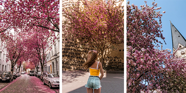 The Best Cherry Blossom Spots in Bonn, Germany