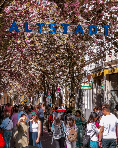 Cherry blossoms at the Altstadt sign in the Breite Strasse in Bonn, Germany