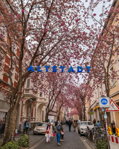 Cherry blossoms in the Breite Strasse in Bonn, Germany