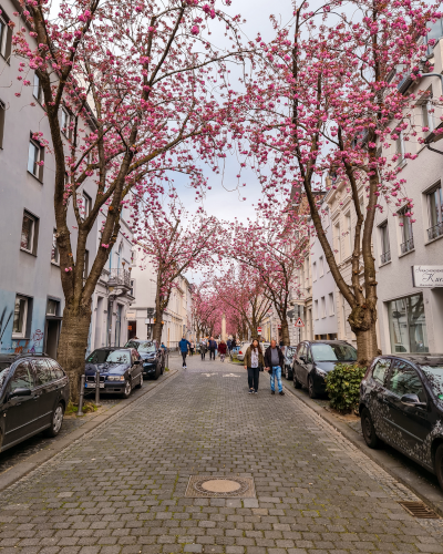 Cherry blossoms in the Heerstrasse in Bonn, Germany