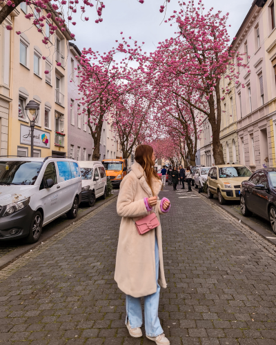 Cherry blossoms in the Heerstrasse in Bonn, Germany