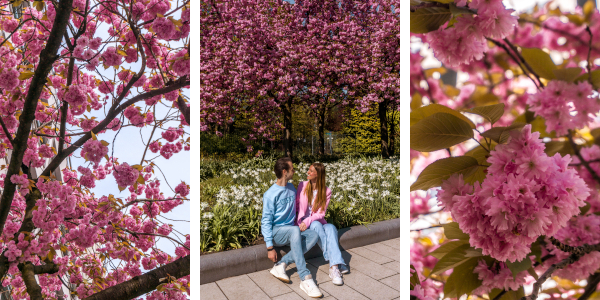 Best Cherry Blossom Spots in Hamburg, Germany