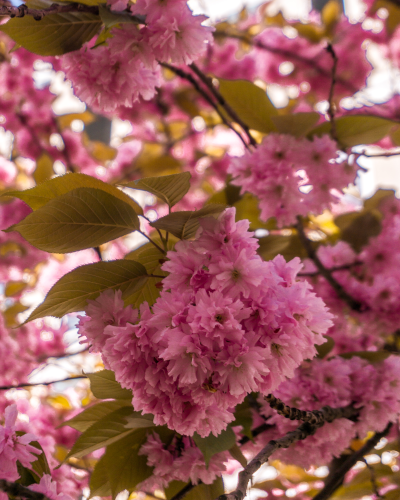 Cherry blossoms in Hamburg, Germany