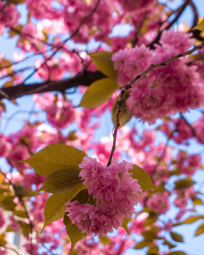 Cherry blossoms in Hamburg, Germany