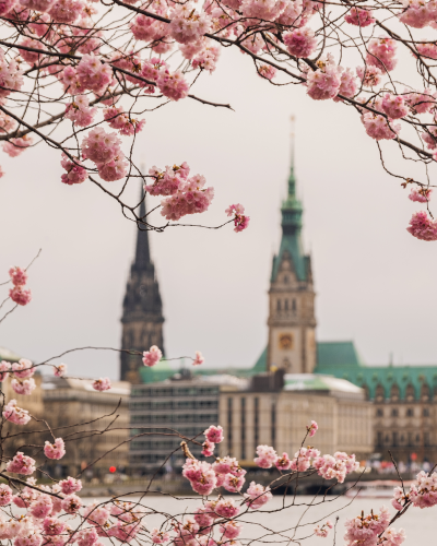 Cherry blossoms at the Binnenalster in Hamburg, Germany
