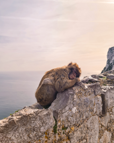 Macaque monkeys Gibraltar
