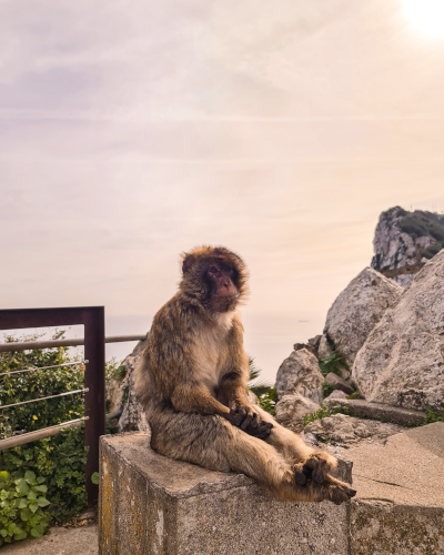 Macaque monkeys in Gibraltar