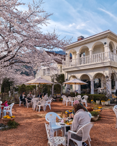 Cherry Blossoms near Mt. Fuji, Japan