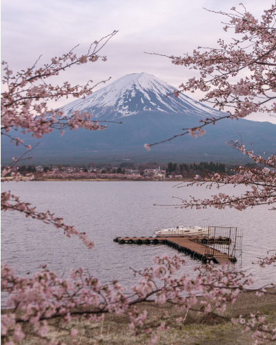 Cherry Blossoms near Mt. Fuji, Japan