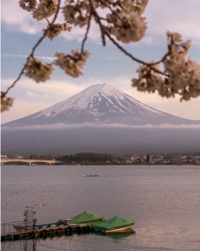 Cherry Blossoms near Mt. Fuji, Japan