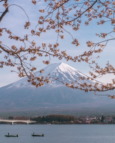 Cherry Blossoms near Mt. Fuji, Japan