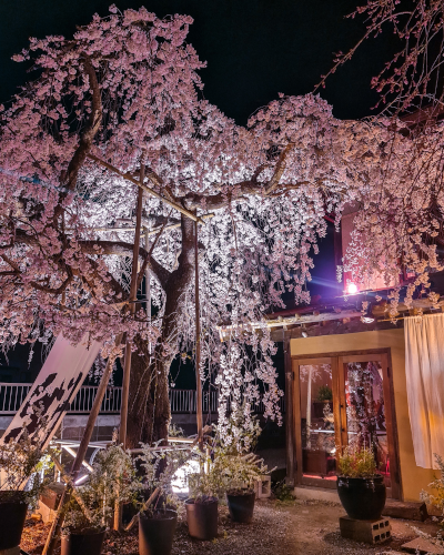 Cherry Blossoms near Mt. Fuji, Japan