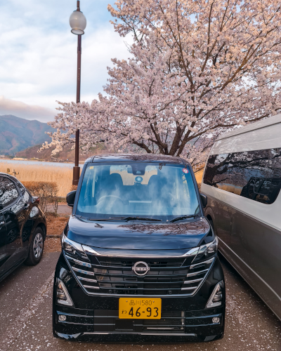 Cherry Blossoms near Mt. Fuji, Japan