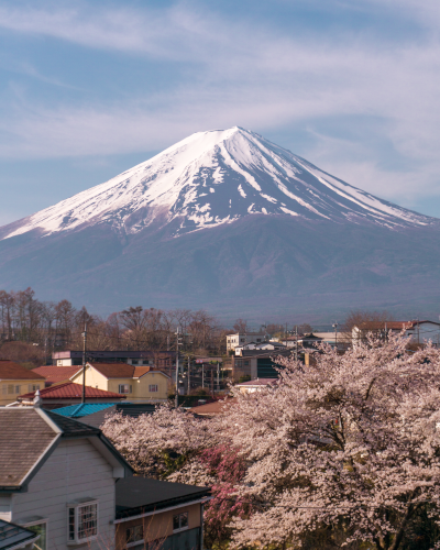 Cherry Blossoms near Mt. Fuji, Japan