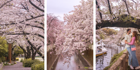 Best Cherry Blossom Spots in Tokyo, Japan