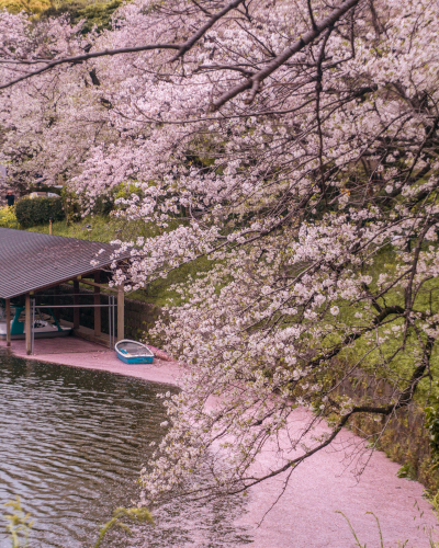 Cherry Blossoms in Chidorigafuchi Park, Tokyo