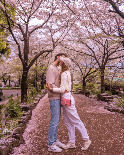 Cherry Blossoms in Chidorigafuchi Park, Tokyo