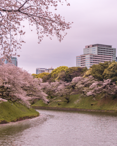 Cherry Blossoms in Chidorigafuchi Park, Tokyo