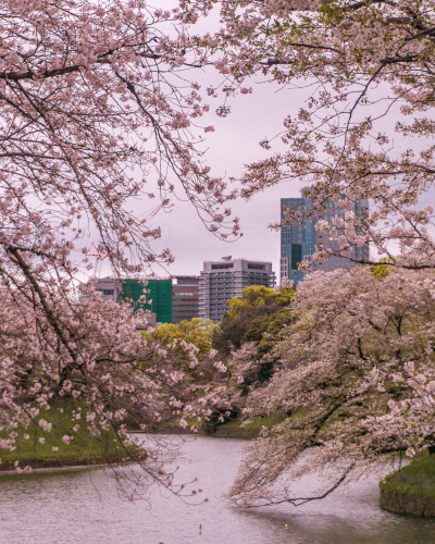 Cherry Blossoms in Chidorigafuchi Park, Tokyo