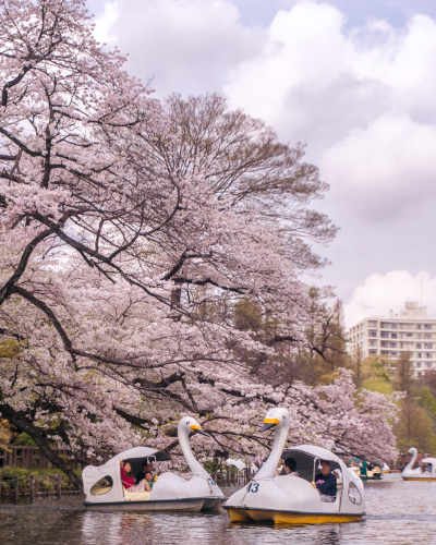 Cherry Blossoms in Inokashira Park, Tokyo