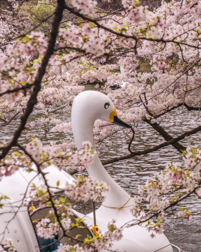 Cherry Blossoms in Inokashira Park, Tokyo