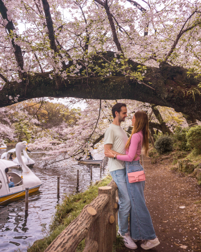 Cherry Blossoms in Inokashira Park, Tokyo