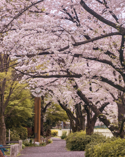 Cherry Blossoms along the Kanda River in Tokyo