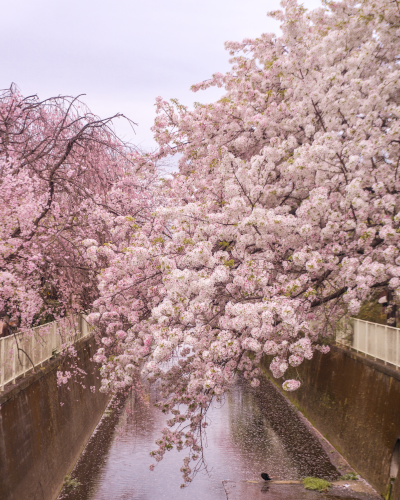 Cherry Blossoms along the Kanda River in Tokyo