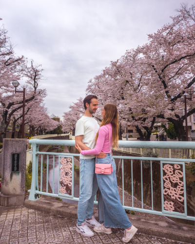 Cherry Blossoms along the Kanda River in Tokyo