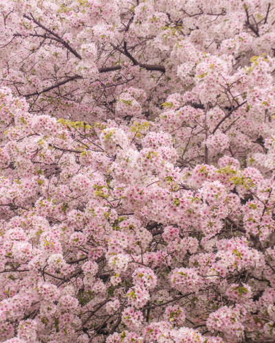 Cherry Blossoms along the Kanda River in Tokyo