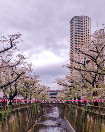 Cherry Blossoms at the Meguro River in Tokyo