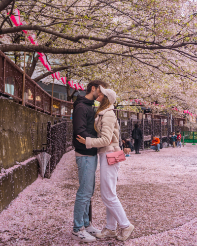 Cherry Blossoms at the Meguro River in Tokyo