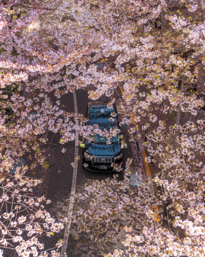 Cherry Blossoms at Sakurazaka Street in Roppongi, Tokyo