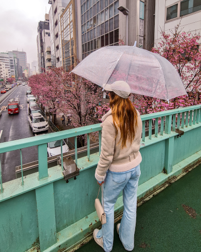 Cherry Blossoms at Shibuya Overpass in Tokyo