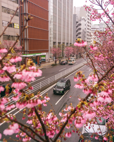 Cherry Blossoms at Shibuya Overpass in Tokyo