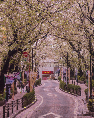 Cherry Blossoms at Shibuya Sakura Street in Tokyo