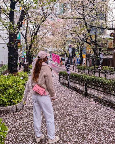 Cherry Blossoms at Shibuya Sakura Street in Tokyo