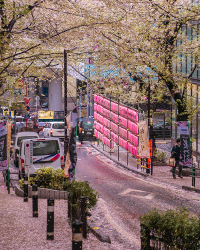 Cherry Blossoms at Shibuya Sakura Street in Tokyo