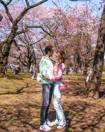 Cherry Blossoms in Shinjuku Gyoen, Tokyo